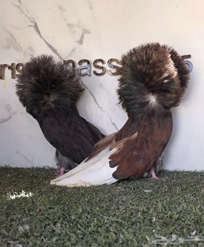 زوج جاكوبين مستوى حلو 3