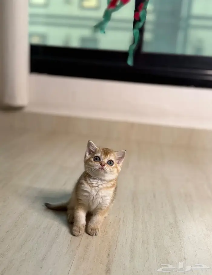 قطه صغيره سكوتش ستريت للبيع 2