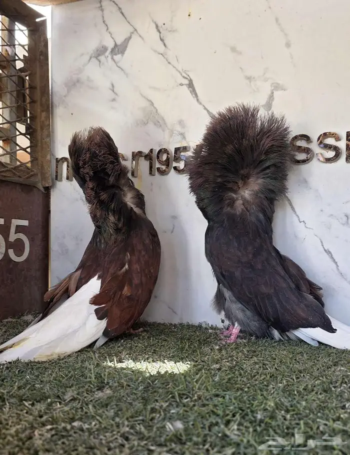 زوج جاكوبين مستوى حلو 4