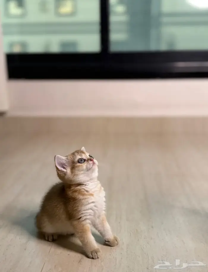 قطه صغيره سكوتش ستريت للبيع 1