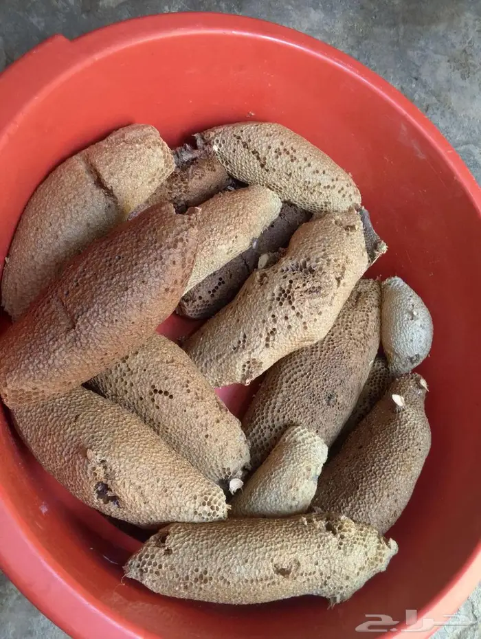 عسل بري حر المجموع 62 كيلو انتاج 3 ايام 2