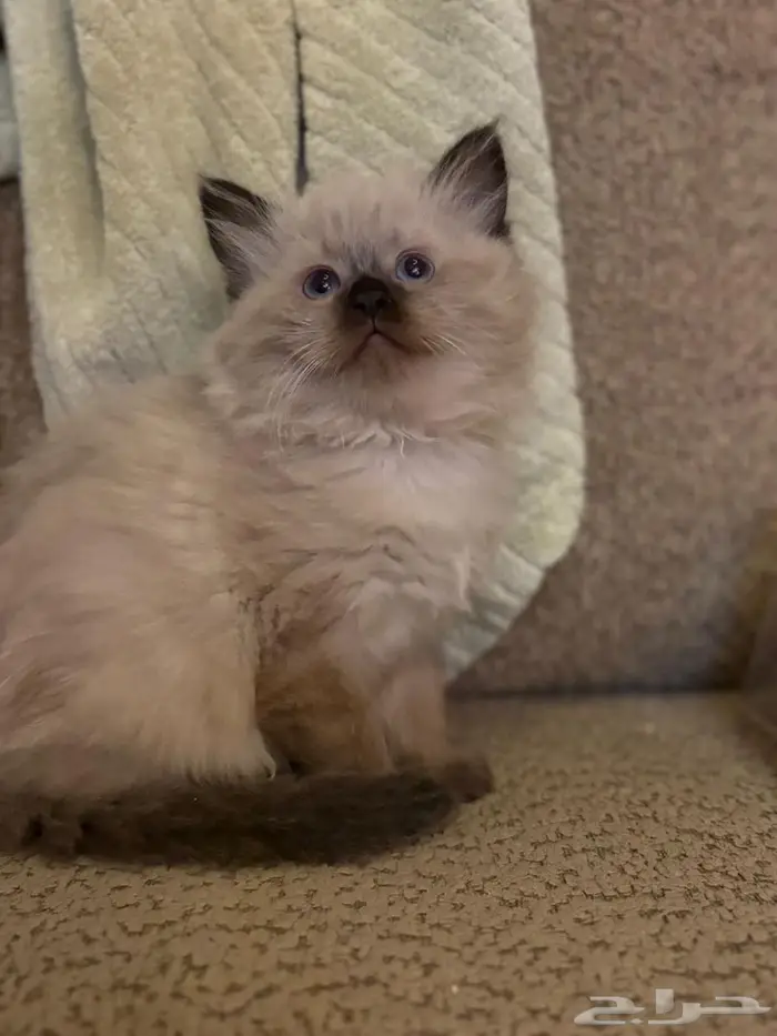 قط همالايا ذكر 3