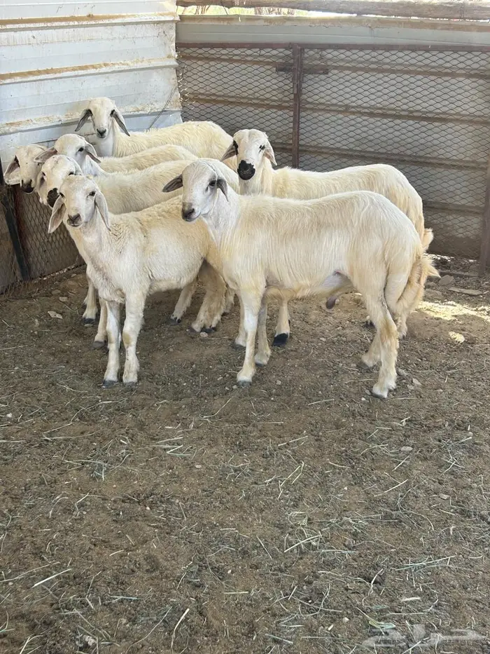 خرفان للبيع 7