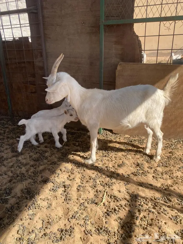 قزميه معها عيالها 0