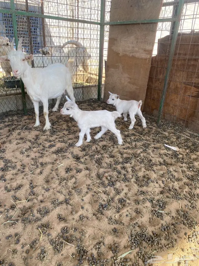 قزميه معها عيالها 2