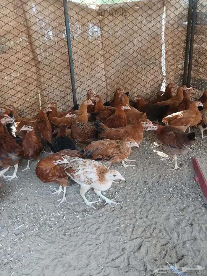 فروخ دجاج فرنسي 0