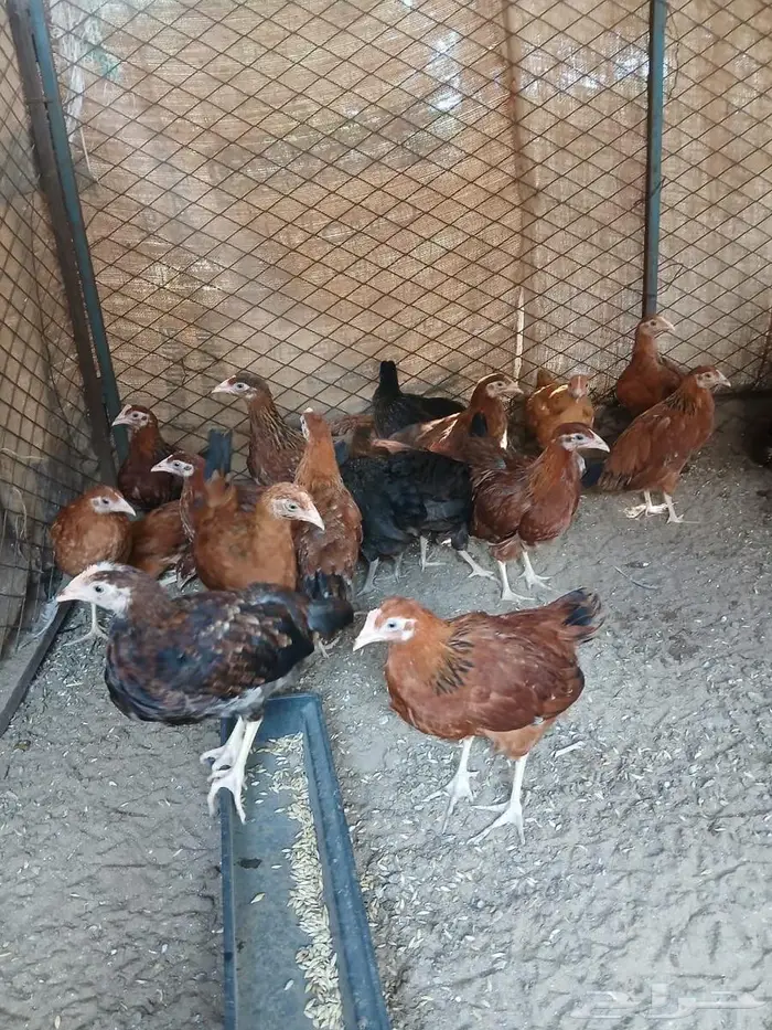 فروخ دجاج فرنسي 2