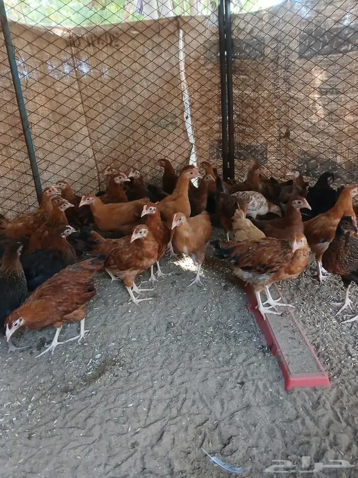 فروخ دجاج فرنسي 1