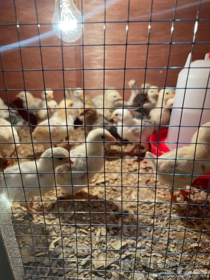 صوص دجاج بلدي 1