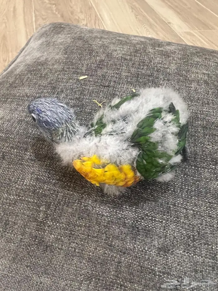 فرخ لوري رينبو ( تم البيع الله يبارك لراعيه ) 1