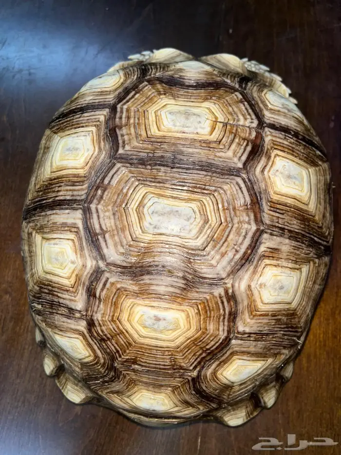 سلاحف سلوكاتا 1