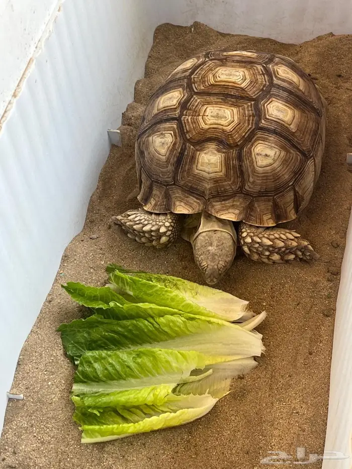 سلاحف سلوكاتا 0