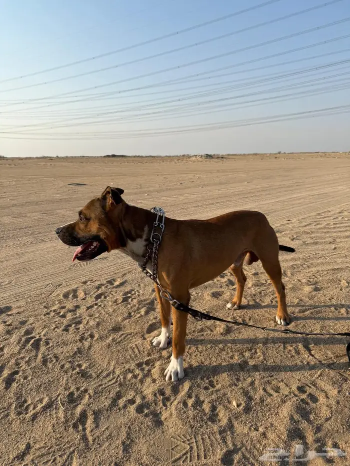 كلب بيتبول للبيع جده 1