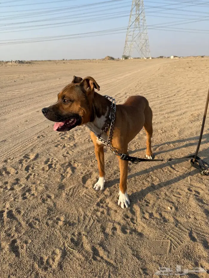 كلب بيتبول للبيع جده 0