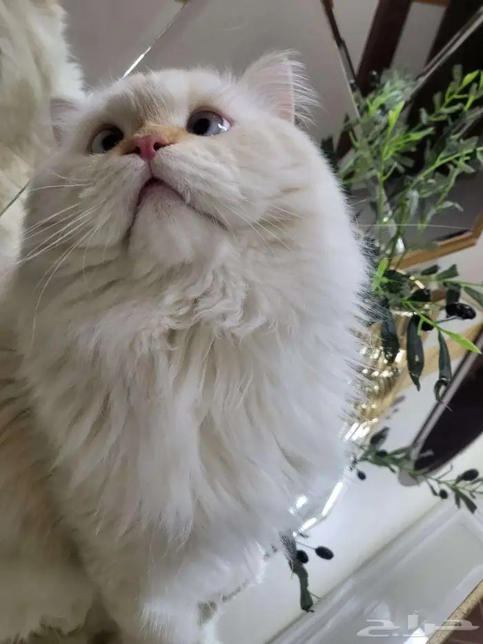 قطط للتبني 0