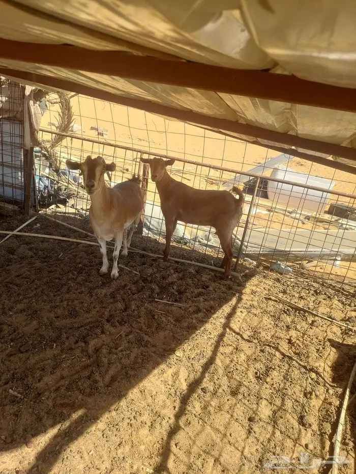 للبيع معزاء يمنية 1