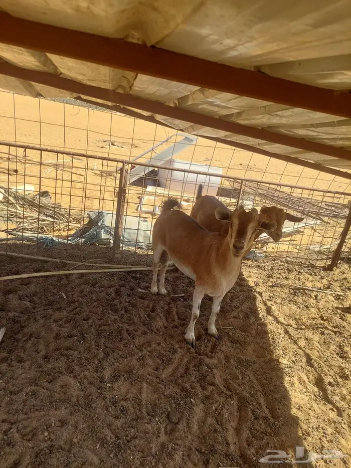 للبيع معزاء يمنية 2