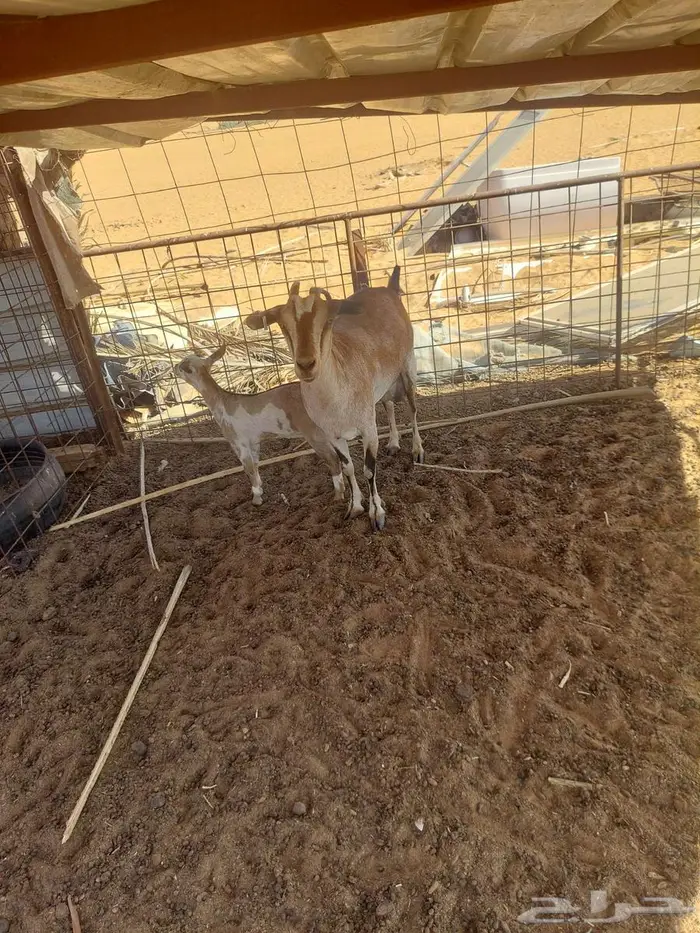 للبيع معزاء يمنية 4