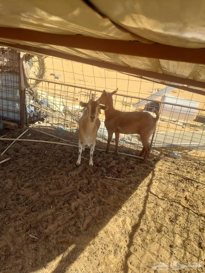 للبيع معزاء يمنية 9