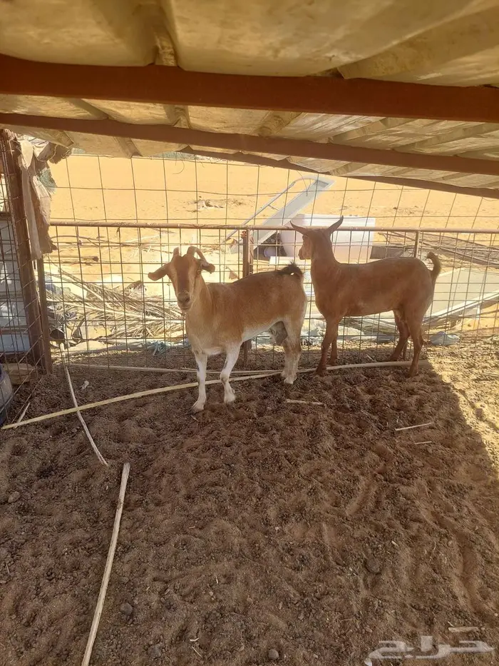 للبيع معزاء يمنية 7