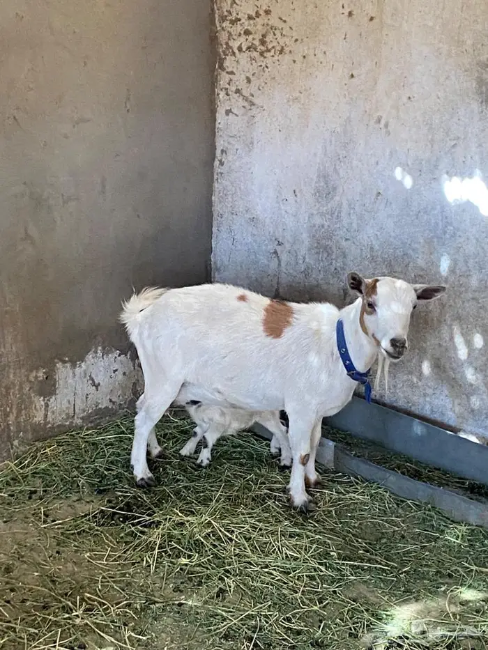 ماعز قزم تحتها جفرتين 7