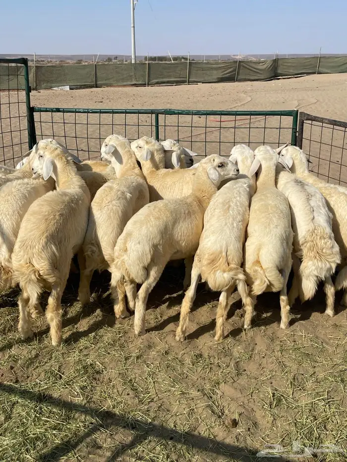 طليان فل شحم ولحم ونظيفه طليان زواج 4