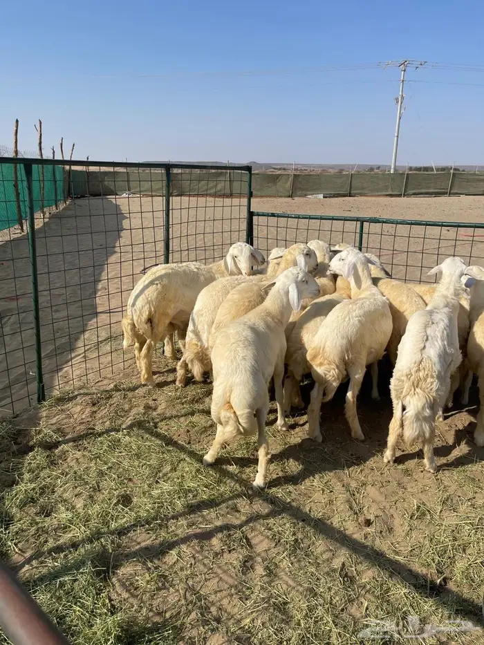 طليان فل شحم ولحم ونظيفه طليان زواج 6