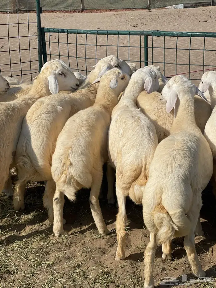 طليان فل شحم ولحم ونظيفه طليان زواج 5