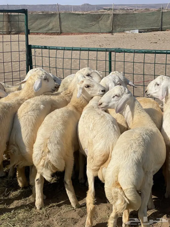 طليان فل شحم ولحم ونظيفه طليان زواج 1