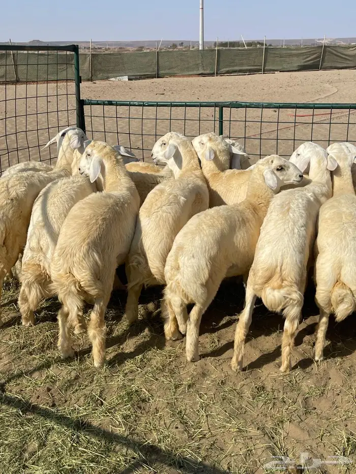 طليان فل شحم ولحم ونظيفه طليان زواج 0