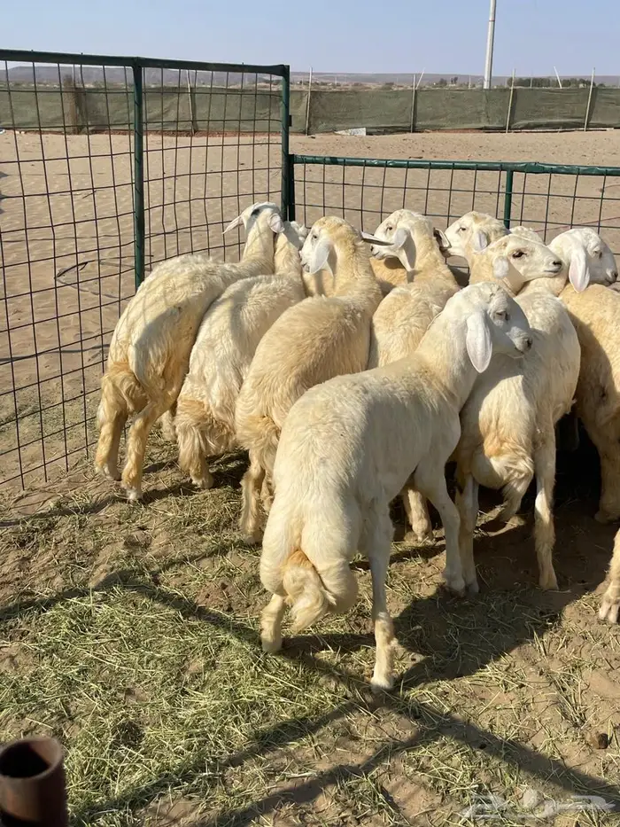 طليان فل شحم ولحم ونظيفه طليان زواج 2