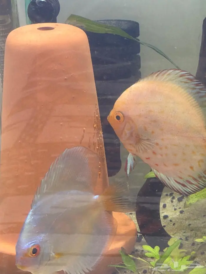 زوج دسكس منتج فلور مستوي شامبيون شانا 1