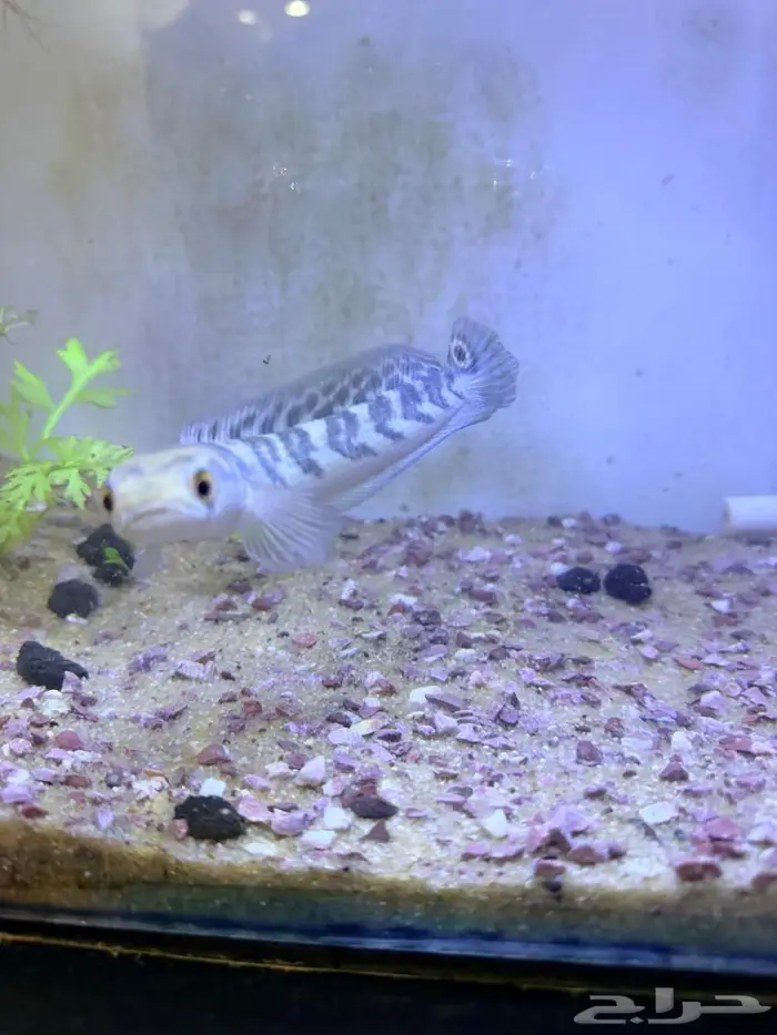 زوج دسكس منتج فلور مستوي شامبيون شانا 4