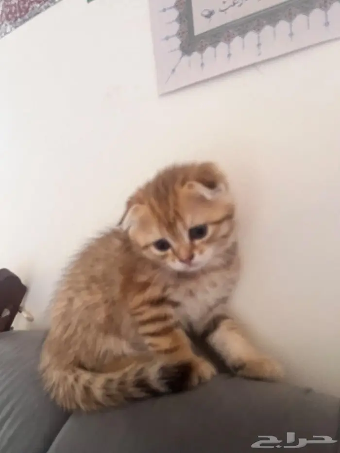 إستمارة بيع قط 4