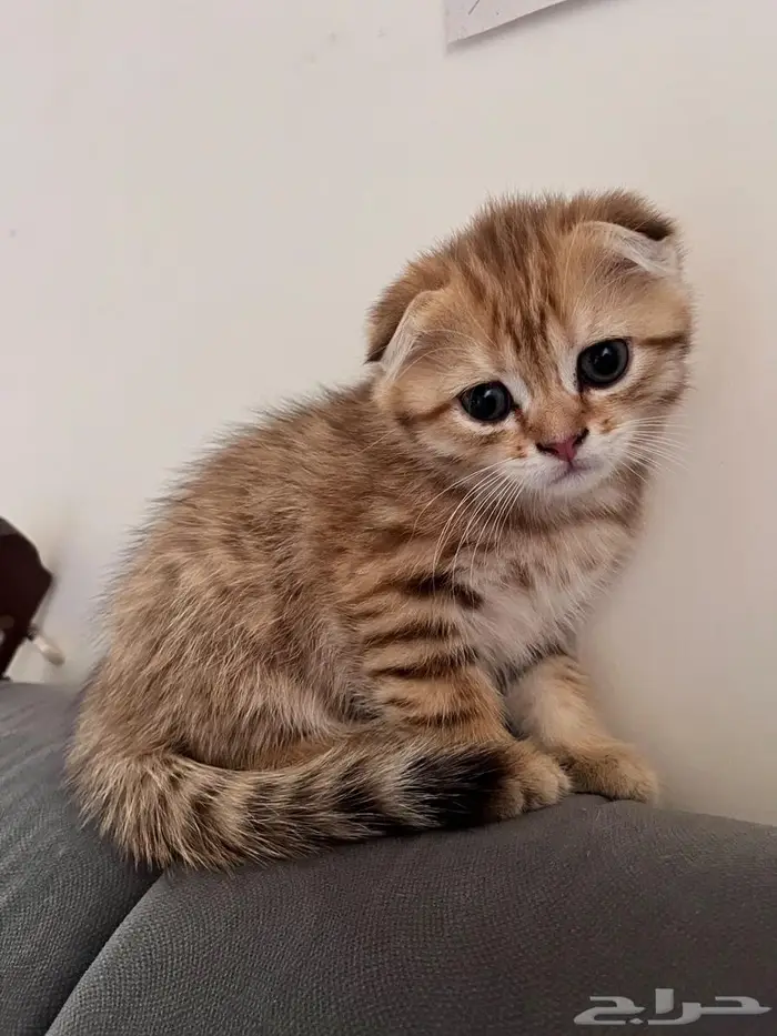 إستمارة بيع قط 0