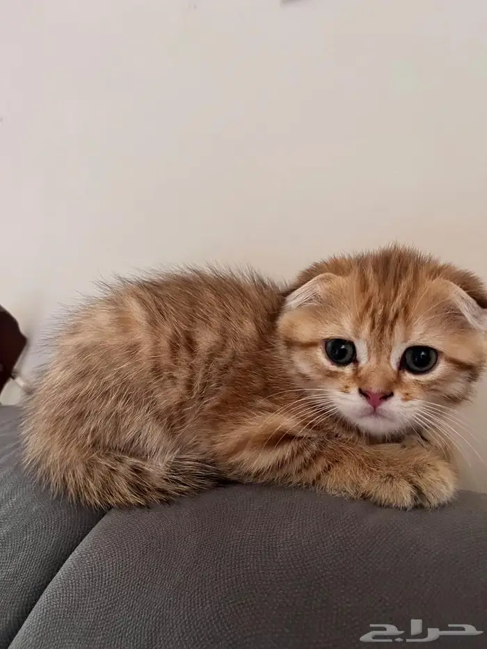 إستمارة بيع قط 3