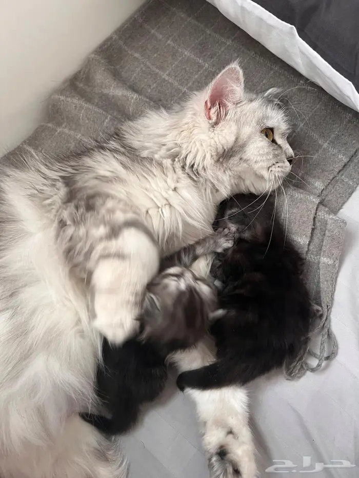 قطه شيرازي 1