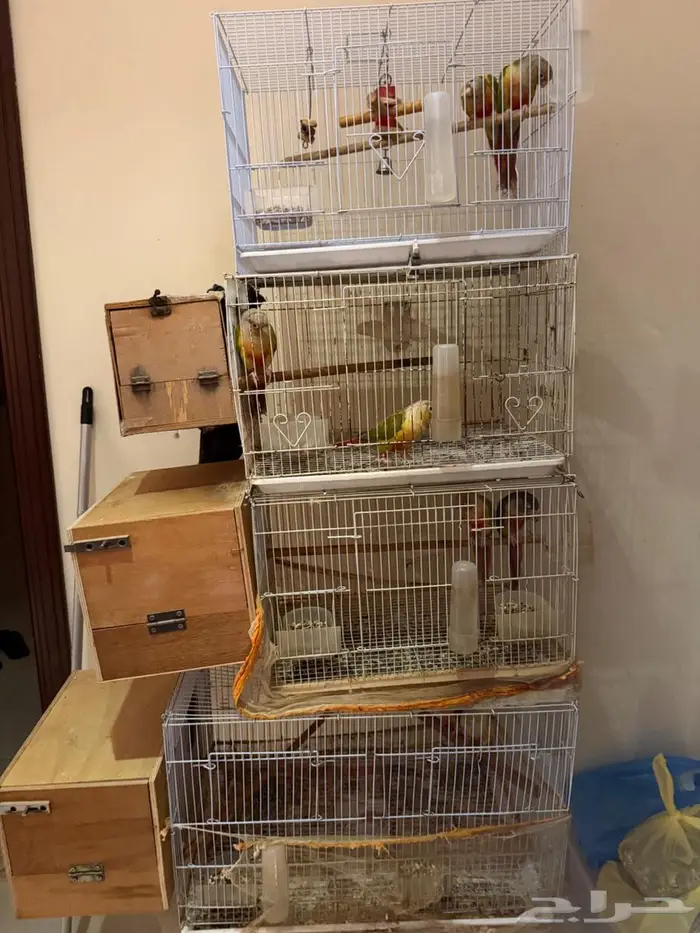 ازواج طيور كنيور أناناس رد فاكتوري   يلو سايد رد فاكتور 0