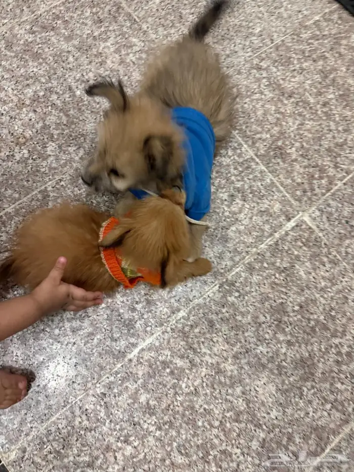 كلب ملتيز 13