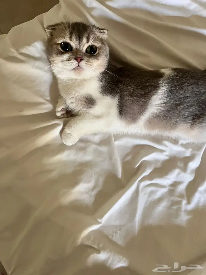 قطط للبيع 4