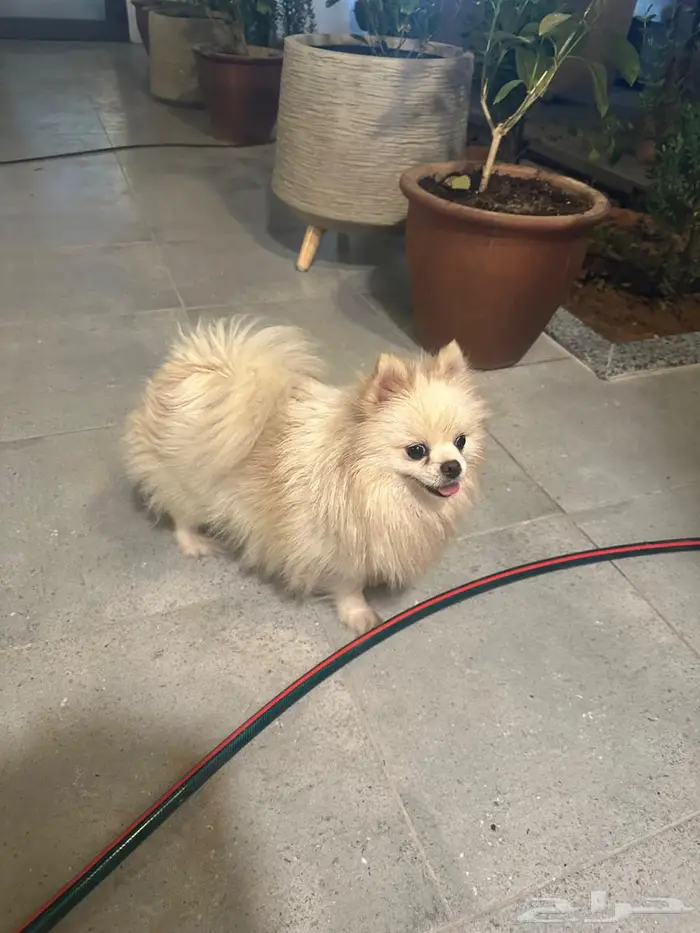 بومرينيان للبيع 0