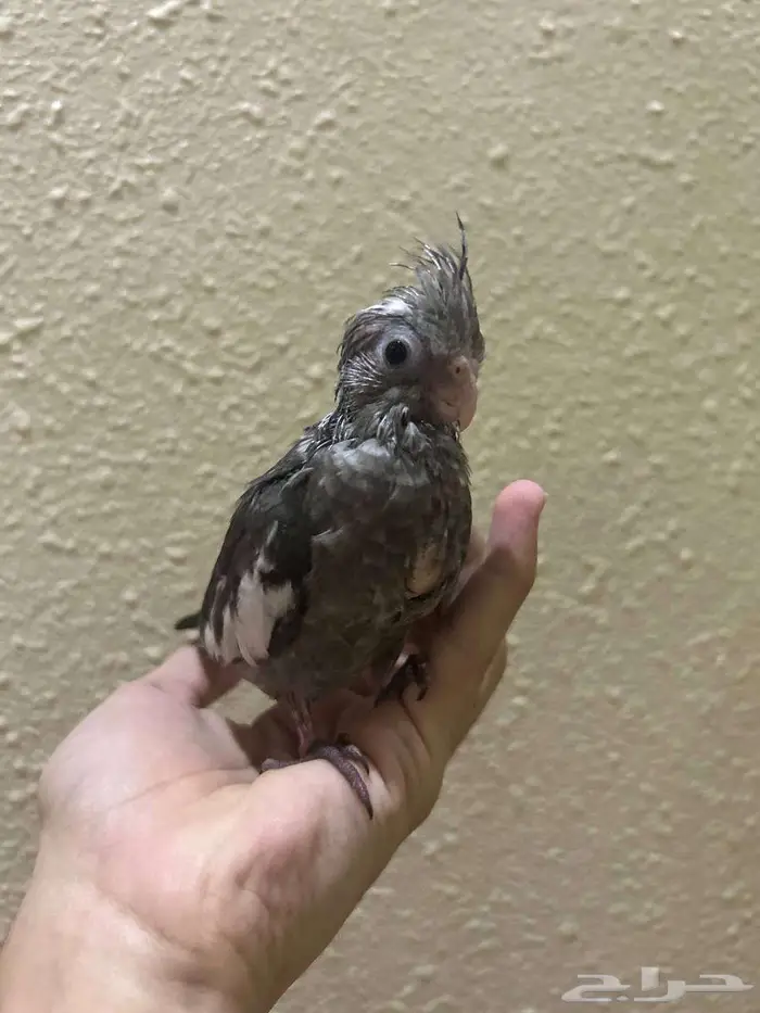 فرخ كروان اليف 0