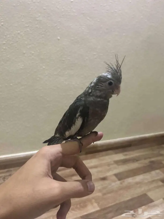 فرخ كروان اليف 1