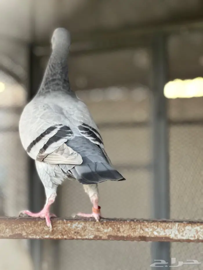 انثى حمام (طير همر ) 2