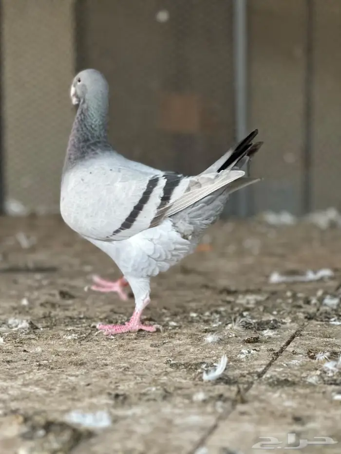 انثى حمام (طير همر ) 1