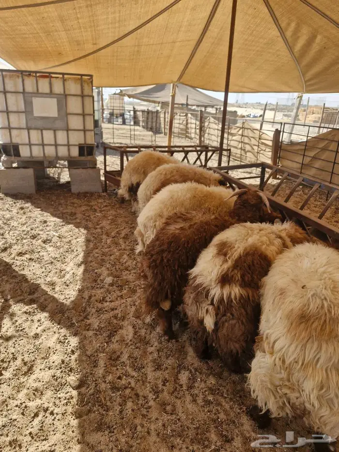 ذبائح حري نعيم تيوس 2