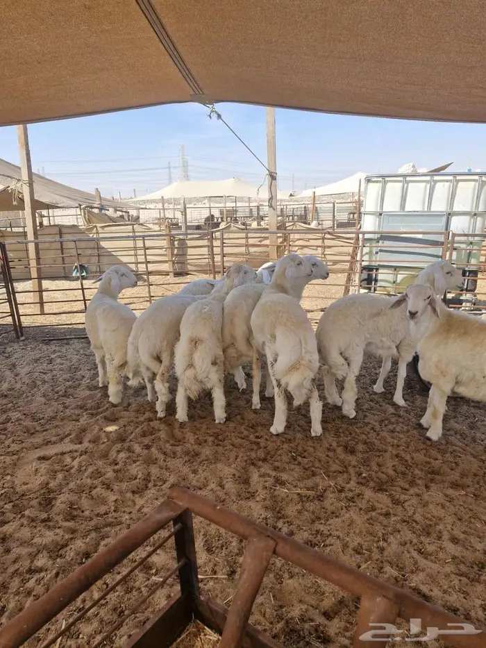 ذبائح حري نعيم تيوس 7