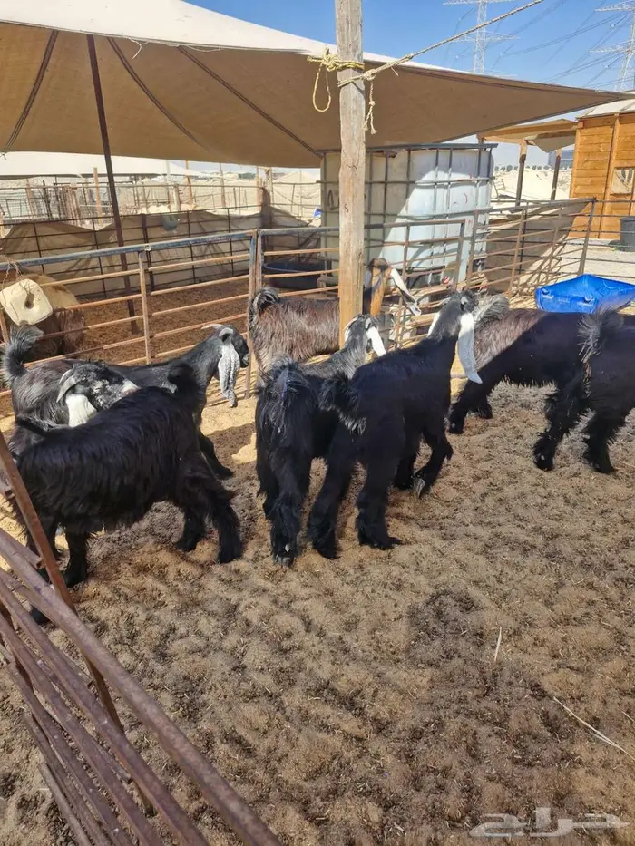 ذبائح حري نعيم تيوس 5