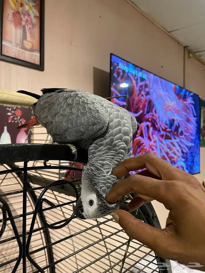 للبيع فرخ كاسكو كونغو 4