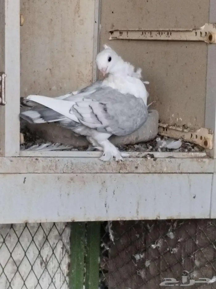 حمام حب الرمان 0